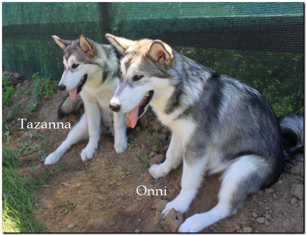 Tazanna 7-2010 3.jpg